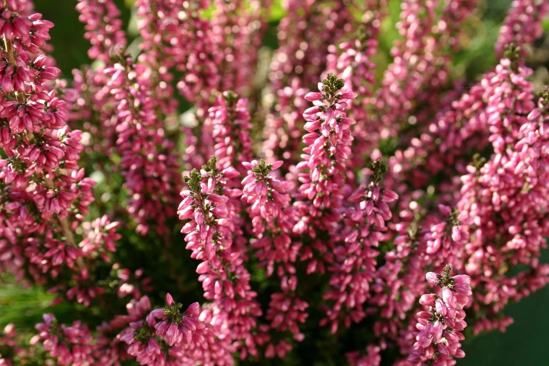 Nærbilde av rosa/lillafarga røsslyng